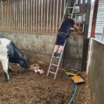 man working on security system with a cow behind him